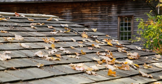leaves on old roof